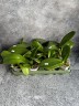 Phal. Lioulin Wild Cat 'Black' 2.5"