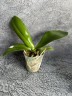 Phal. Lioulin Wild Cat 'Black' 2.5"