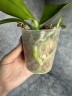 Phal. Lioulin Wild Cat 'Black' 2.5"