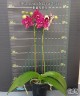 Phal. Lioulin Wild Cat 'Black' 2.5"