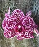 Phal. Lioulin Wild Cat 'Black' 2.5"