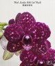 Phal. Lioulin Wild Cat 'Black' 2.5"