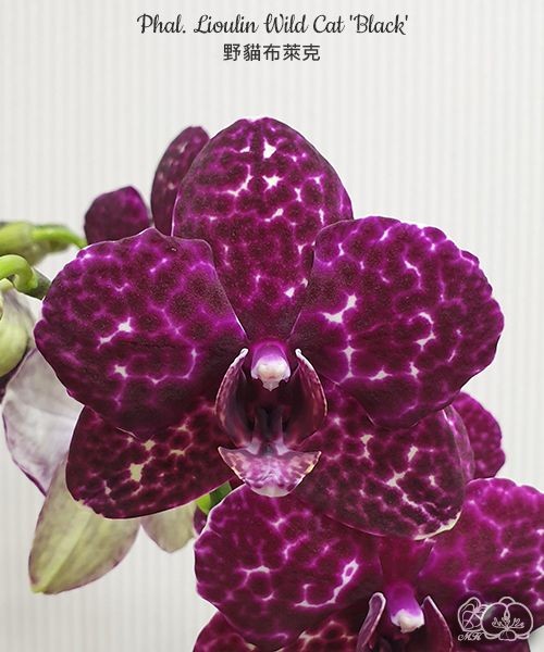 Phal. Lioulin Wild Cat 'Black' 2.5"