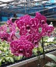 Phal. Lioulin Wild Cat 'Black' 2.5"