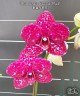 Phal. Lioulin Wild Cat 'Black' 2.5"