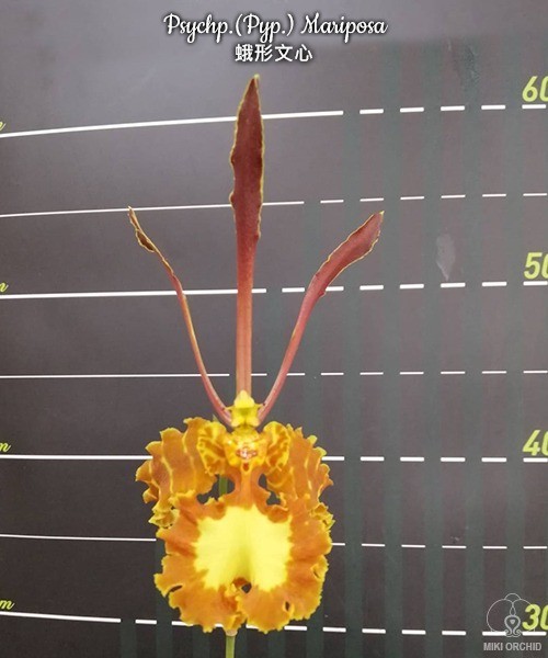 Psychp.(Pyp.) Mariposa 2.5'' УЦЕНКА (мех. повр. лист.)