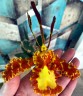 Psychp.(Pyp.) Mariposa 2.5'' УЦЕНКА (мех. повр. лист.)