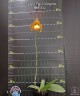 Psychp.(Pyp.) Mariposa 2.5'' УЦЕНКА (мех. повр. лист.)