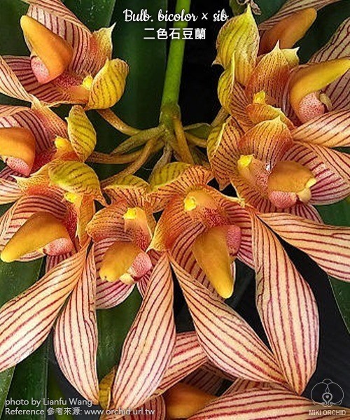 Bulb. bicolor × sib 2.5''