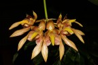 Bulb. bicolor × sib 2.5''