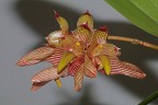 Bulb. bicolor × sib 2.5''