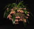 Bulb. bicolor × sib 2.5''