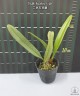 Bulb. bicolor × sib 2.5''