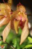 Bulb. bicolor × sib 2.5''