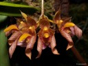 Bulb. bicolor × sib 2.5''