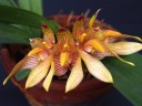 Bulb. bicolor × sib 2.5''