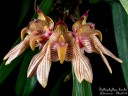 Bulb. bicolor × sib 2.5''