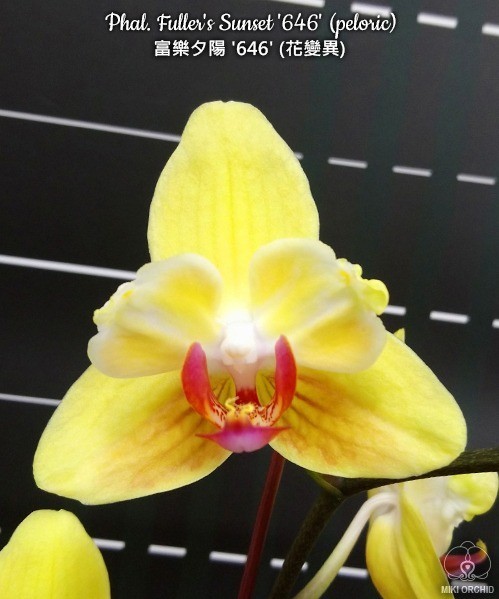 Phal. Fuller's Sunset '646' (peloric) 2.5''