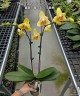 Phal. Fuller's Sunset '646' (peloric) 2.5''