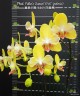 Phal. Fuller's Sunset '646' (peloric) 2.5''