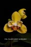 Phal. Fuller's Sunset '646' (peloric) 2.5''