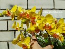 Phal. Fuller's Sunset '646' (peloric) 2.5''