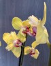 Phal. Fuller's Sunset '646' (peloric) 2.5''