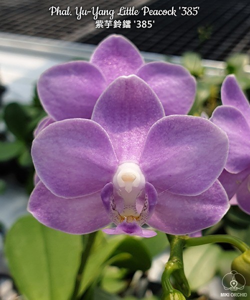 Phal. Yu-Yang Little Peacock '385' 2.5"