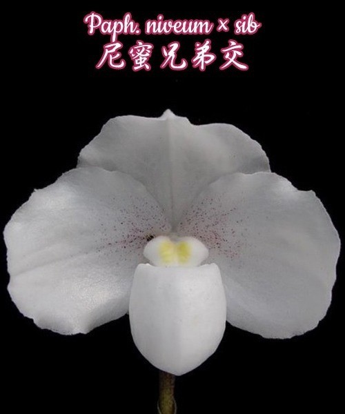 Paph. niveum × sib 2.5''