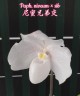 Paph. niveum × sib 2.5''