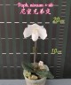 Paph. niveum × sib 2.5''