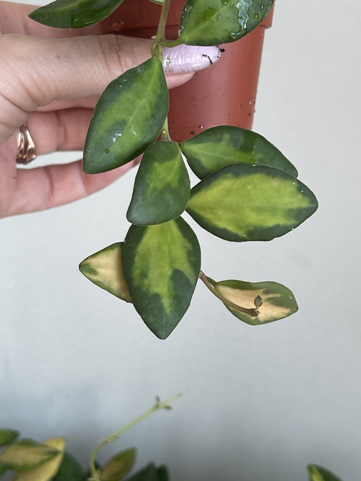 Хойя Hoya burtoniae