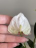 Anthurium andreanum 'Elido' (Ø 6 см)