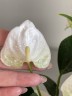 Anthurium andreanum 'Elido' (Ø 6 см)
