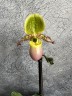 Пафиопедилум Pinocchio Ø 9 см УЦЕНКА (отцвел)