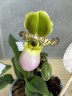 Пафиопедилум Pinocchio Ø 9 см УЦЕНКА (отцвел)