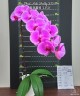 Phal. Miki Shelly '1350' 2.5''