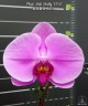 Phal. Miki Shelly '1350' 2.5''