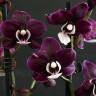 Phal. Kaoda Twinkle 2.5'' УЦЕНКА (мех. пов. листиков)