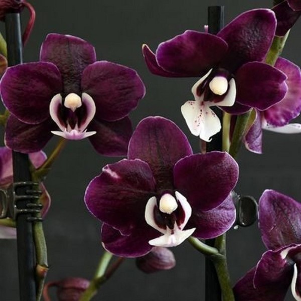 Phal. Kaoda Twinkle 2.5'' УЦЕНКА (мех. пов. листиков)