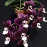 Phal. Kaoda Twinkle 2.5'' УЦЕНКА (мех. пов. листиков)