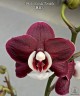 Phal. Kaoda Twinkle 2.5'' УЦЕНКА (мех. пов. листиков)