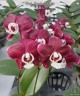 Phal. Kaoda Twinkle 2.5'' УЦЕНКА (мех. пов. листиков)