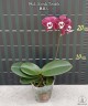 Phal. Kaoda Twinkle 2.5'' УЦЕНКА (мех. пов. листиков)