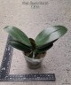 Phal. Kaoda Twinkle 2.5'' УЦЕНКА (мех. пов. листиков)