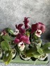 Phal. Kaoda Twinkle 2.5'' УЦЕНКА (мех. пов. листиков)