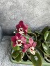 Phal. Kaoda Twinkle 2.5'' УЦЕНКА (мех. пов. листиков)