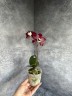 Phal. Kaoda Twinkle 2.5'' УЦЕНКА (мех. пов. листиков)
