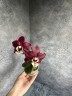 Phal. Kaoda Twinkle 2.5'' УЦЕНКА (мех. пов. листиков)