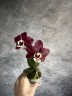Phal. Kaoda Twinkle 2.5'' УЦЕНКА (мех. пов. листиков)